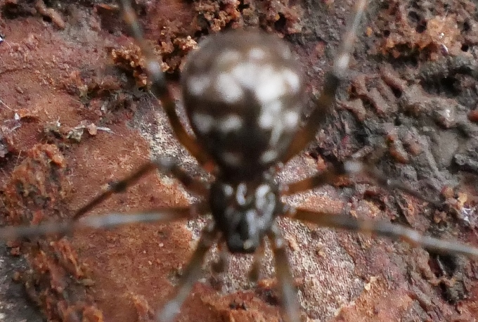 Lepthyphantes sp.  da confermare